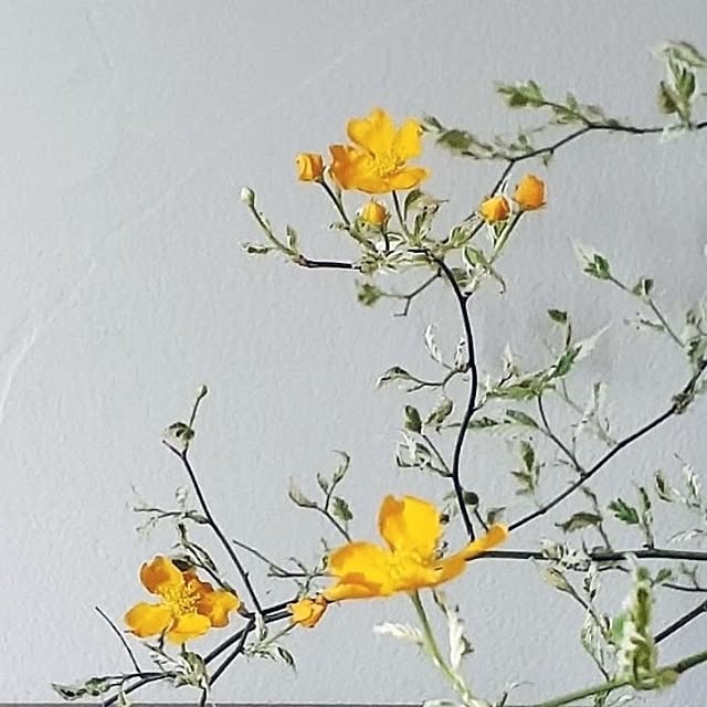 hana-さんの部屋