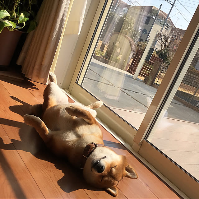 moa_momoさんの実例写真