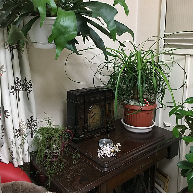 happy0612さんの実例写真