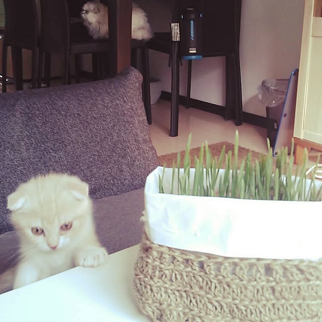 jonimofuさんの実例写真