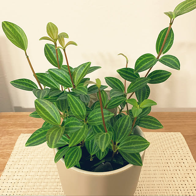 観葉植物/ナチュラル/中古マンション/棚のインテリア実例 - 2021-07-27 20:17:34