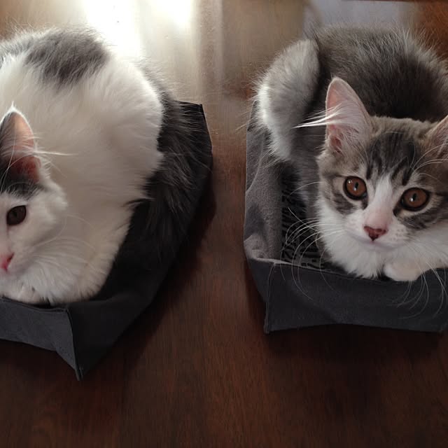 fuuさんの実例写真