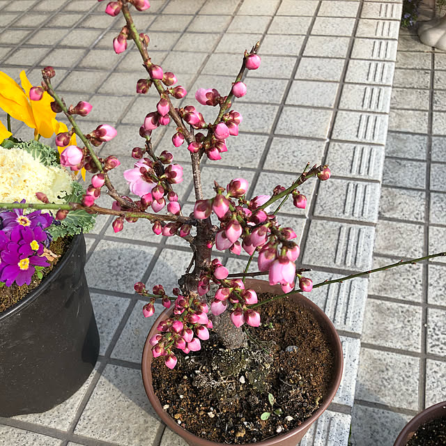 Kumikoさんの実例写真