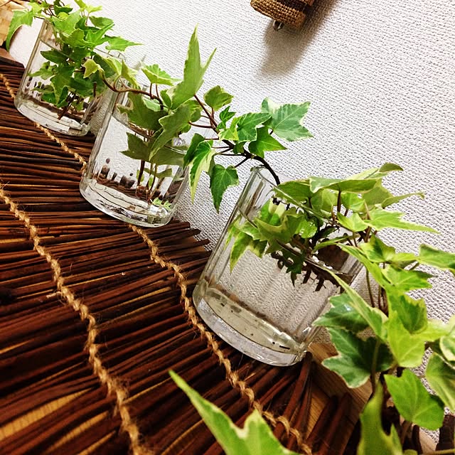 玄関/入り口/観葉植物のインテリア実例 - 2015-05-28 23:31:50