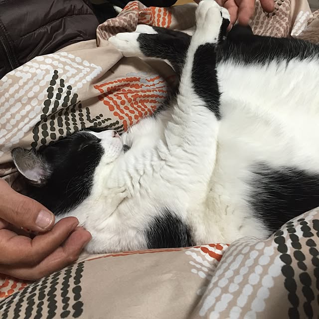 Fumiさんの実例写真