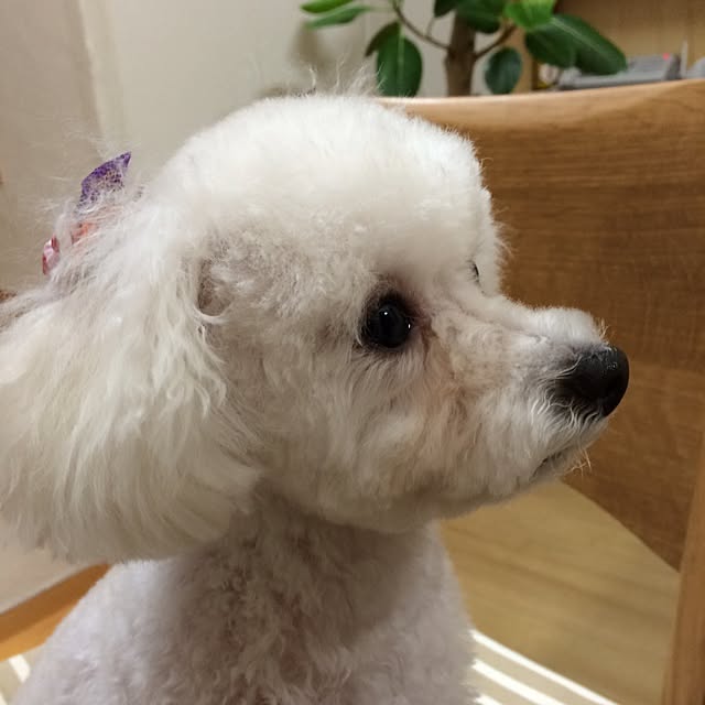 fumiさんの実例写真