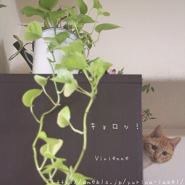 Yurinaさんの実例写真