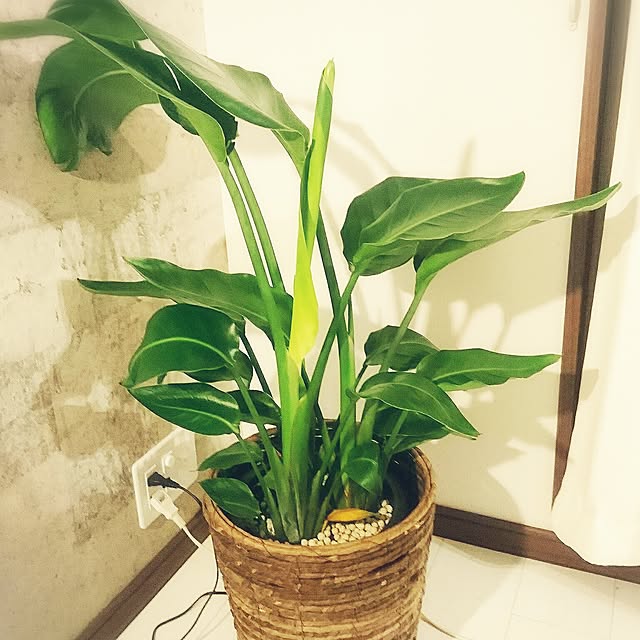 koooonoさんの実例写真