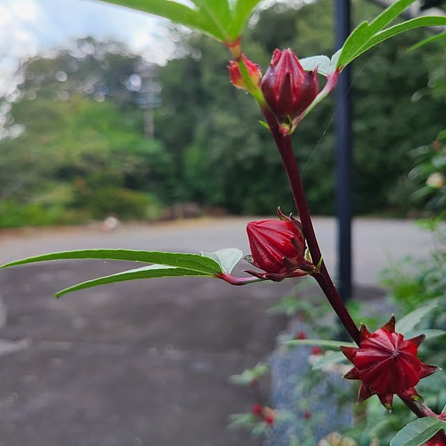 Rubiconさんの実例写真