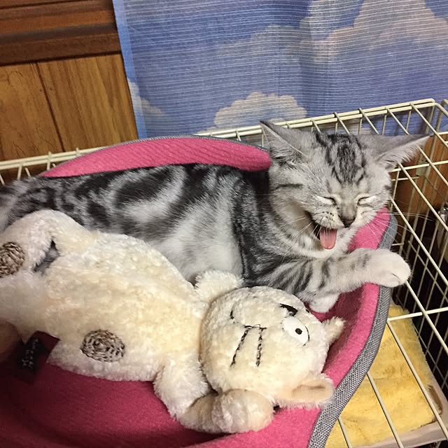 tanutanさんの実例写真