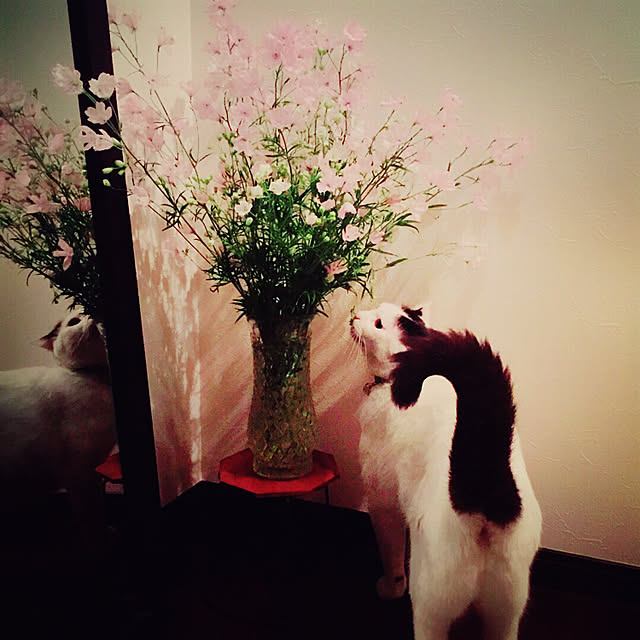 kao.kaoさんの実例写真
