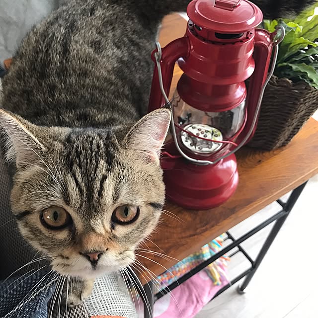 Naokoさんの実例写真