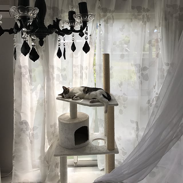 Shihoさんの実例写真