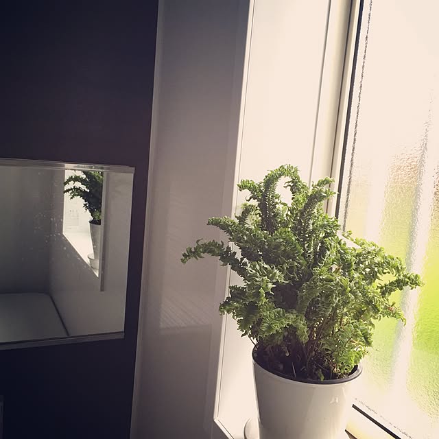 saku.sakuさんの実例写真