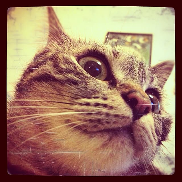 malaikaさんの実例写真