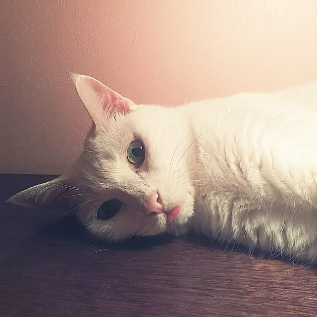 sakuraさんの実例写真