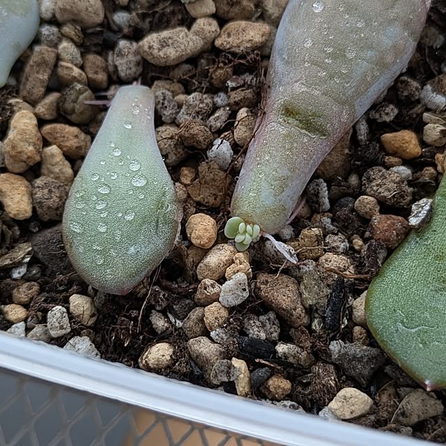 naoさんの実例写真