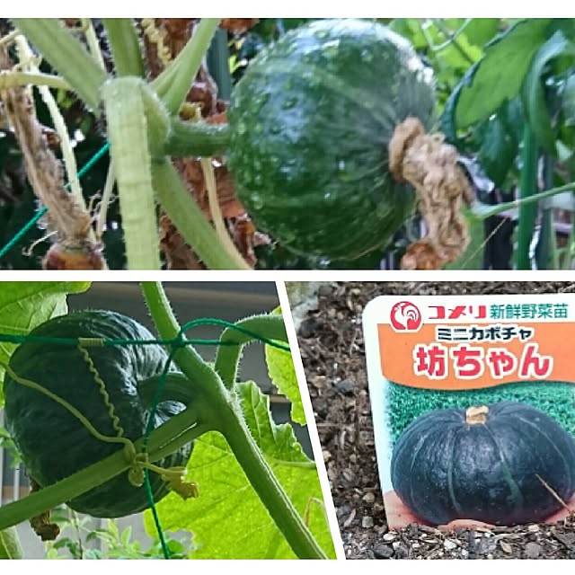 yuukyさんの実例写真