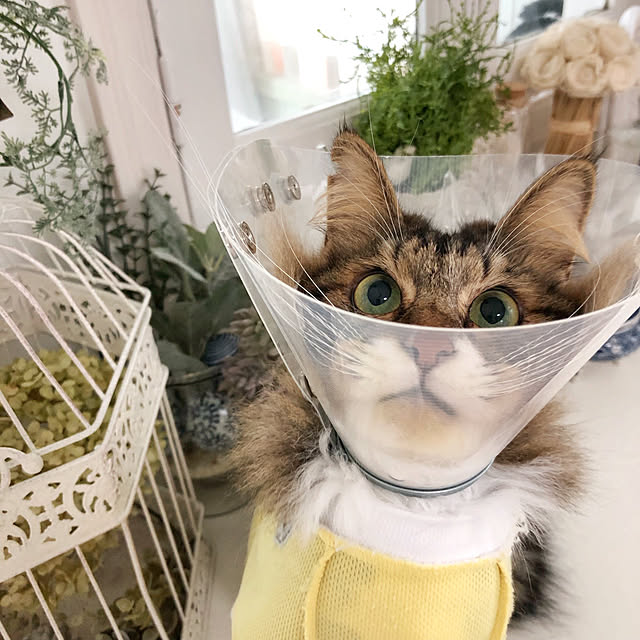 yuchiさんの実例写真