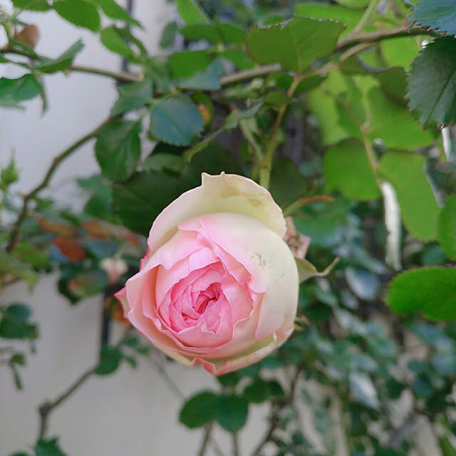magnoliaさんの実例写真
