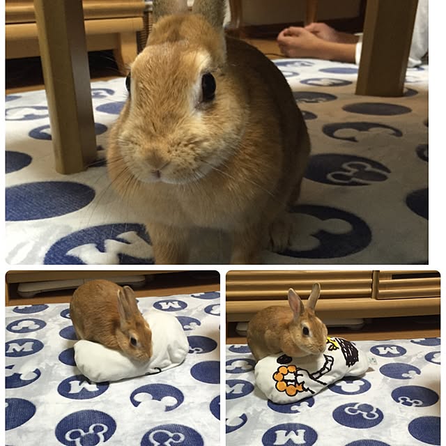 maroさんの実例写真