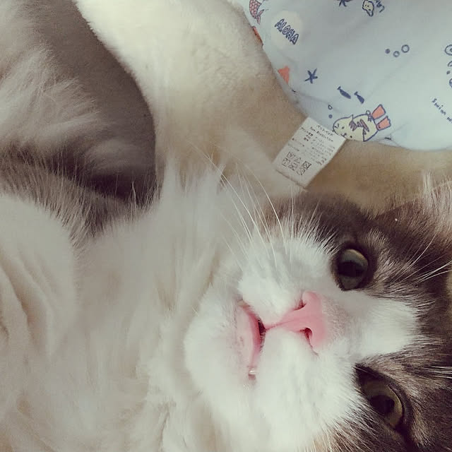 hakutomoroさんの実例写真