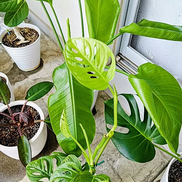 hanachanさんの実例写真