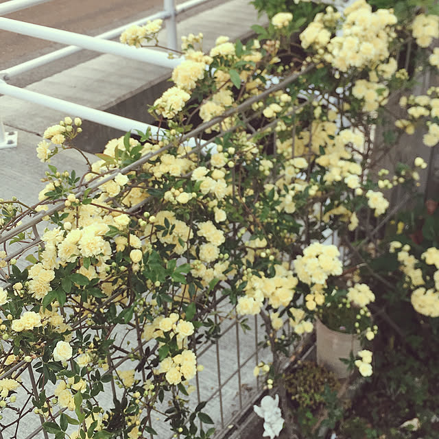 ounosさんの実例写真