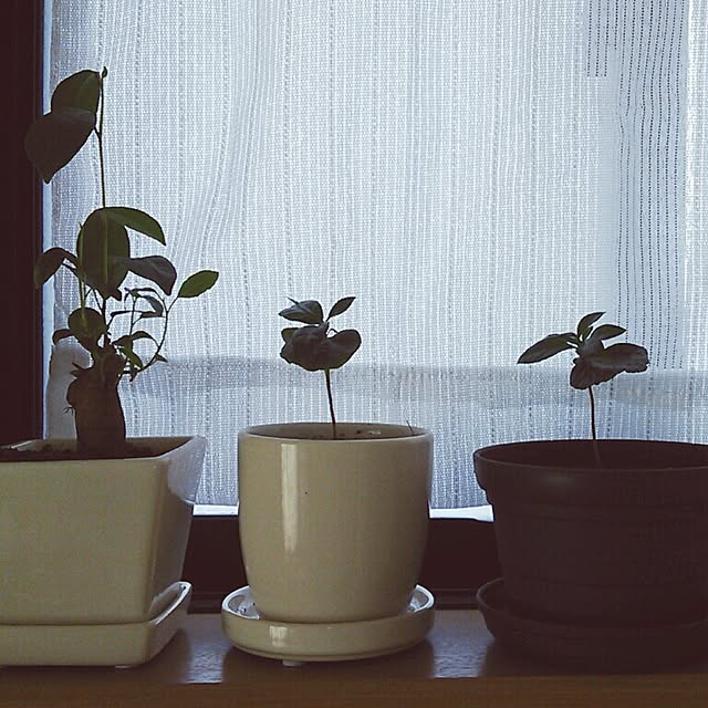 meiさんの実例写真