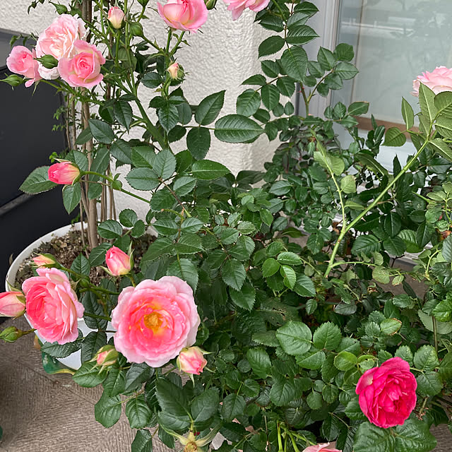 yuko.sgt0726さんの実例写真