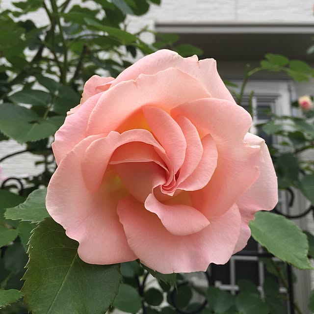 angelrose.yuuさんの実例写真