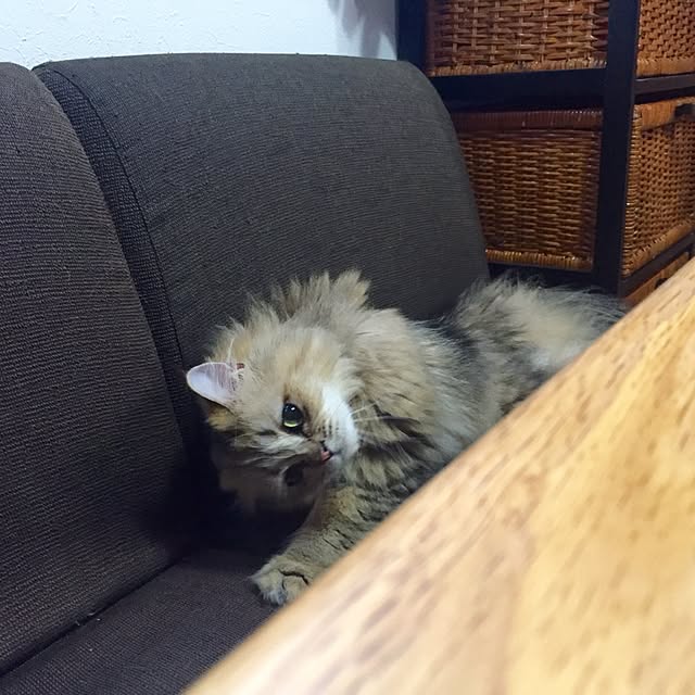 butachanさんの実例写真