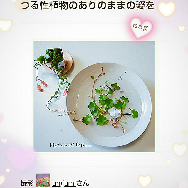 umiumiさんの実例写真