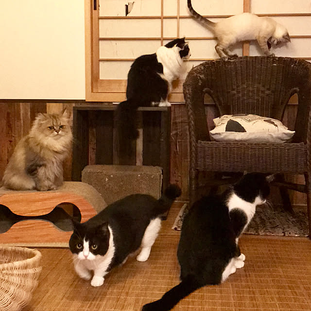 butachanさんの実例写真