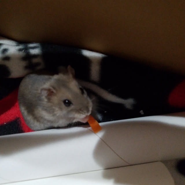 BAZさんの実例写真