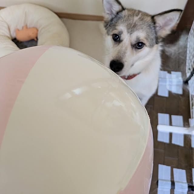 asaさんの実例写真
