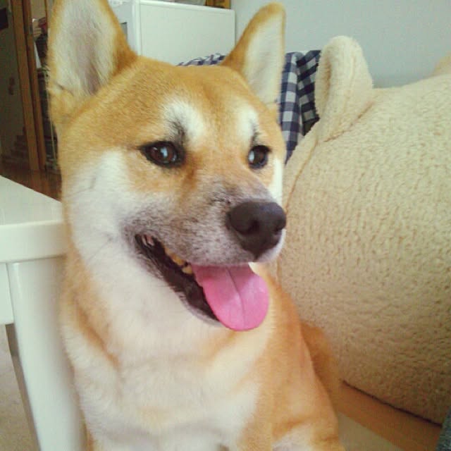 実例写真