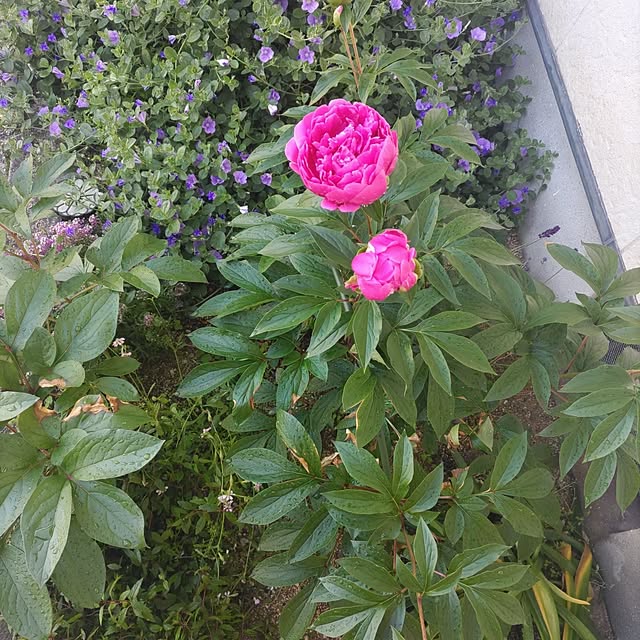 salacocoさんの部屋