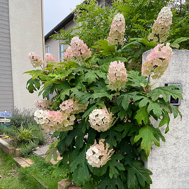 kanacchoさんの実例写真