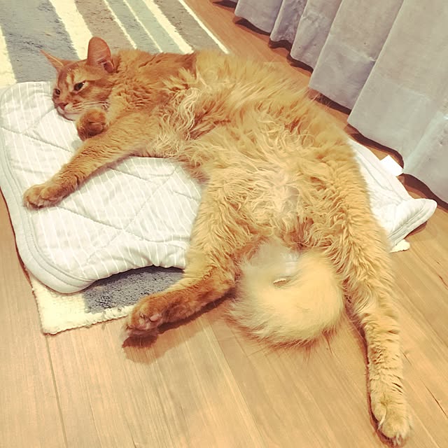 sakineko528さんの実例写真