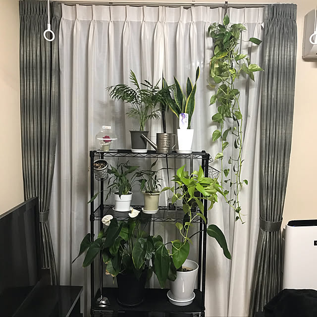 部屋全体/観葉植物/一人暮らしのインテリア実例 - 2018-08-18 02:05:17