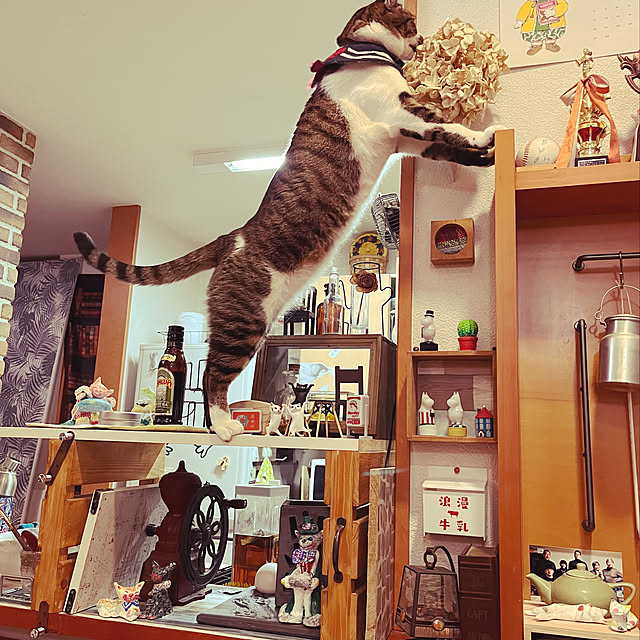 jijiさんの実例写真