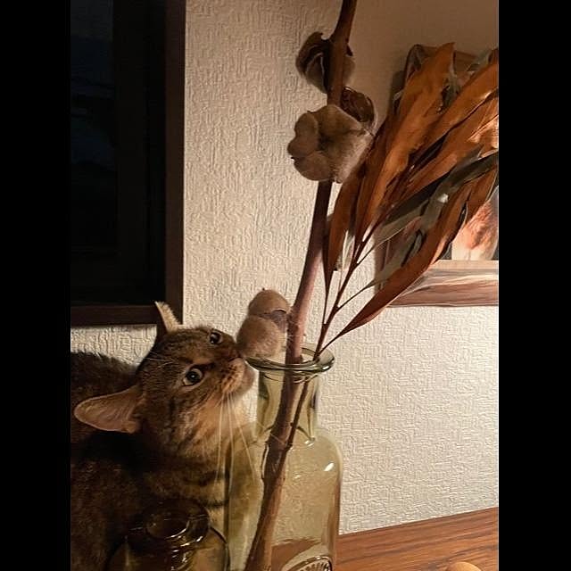 kajikissaさんの実例写真