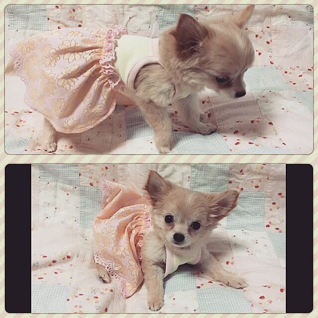 candy_Bonbonさんの実例写真
