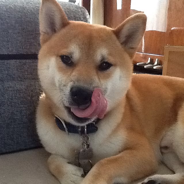 kotaさんの実例写真