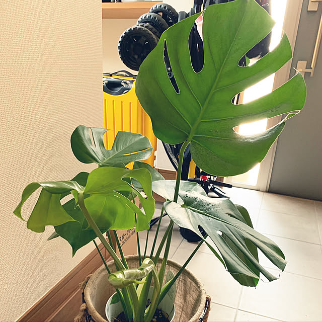 cyanさんの実例写真