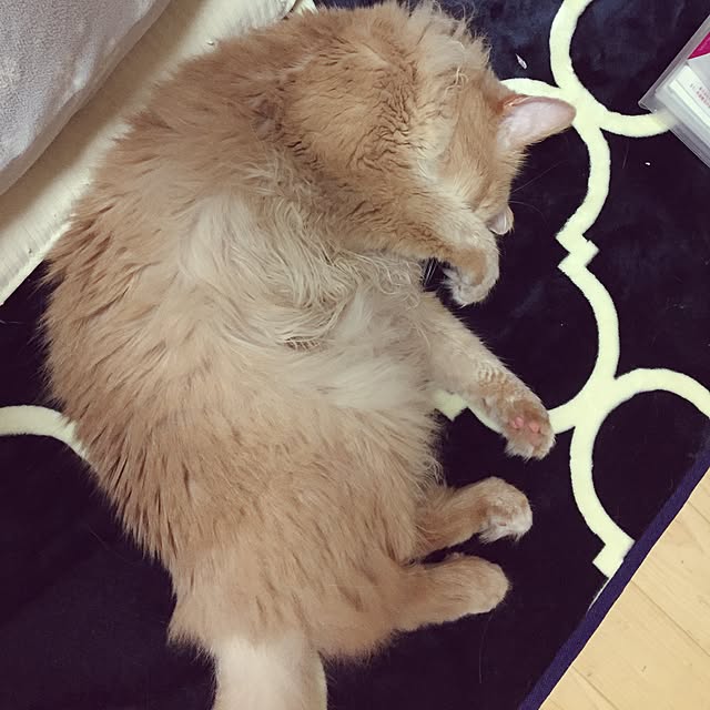 mofucatさんの実例写真