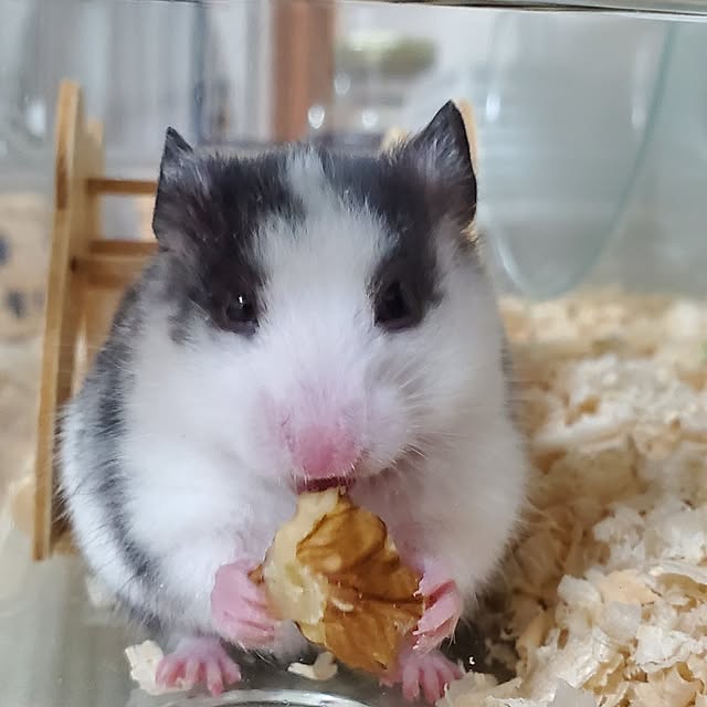 pomさんの部屋