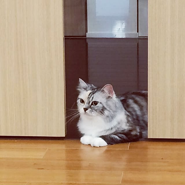 Anjuさんの実例写真