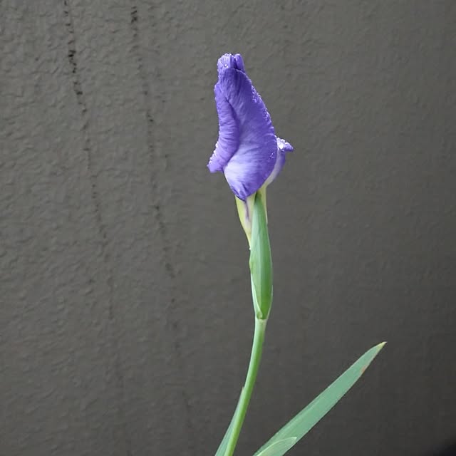 kakkaさんの実例写真